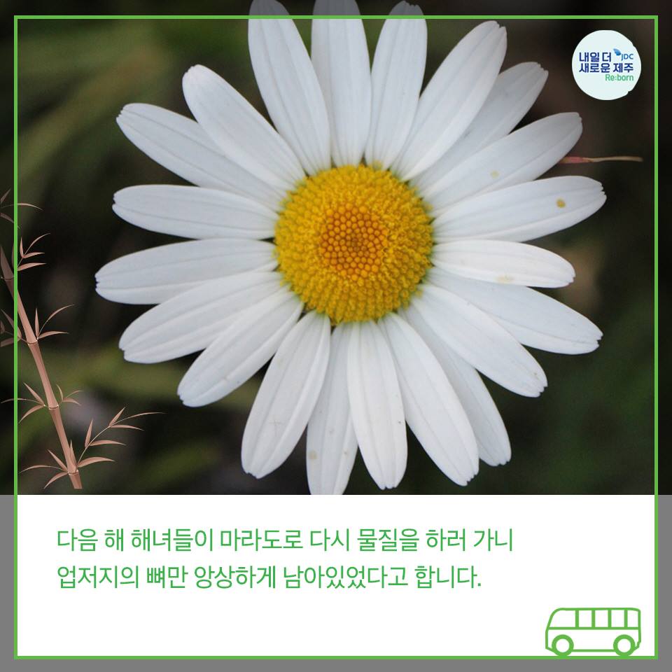 다음 해 해녀들이 마라도로 다시 물질을 하러 가니 업저지의 뼈만 앙상하게 남아있었다고 합니다.