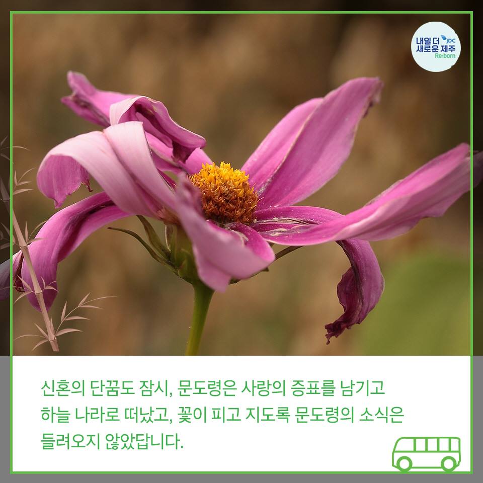 신혼의 단꿈도 잠시, 문도령은 사랑의 증표를 남기고 하늘 나라로 떠났고, 꽅이 피고 지도록 문도령의 소식은 들려오지 않았답니다.