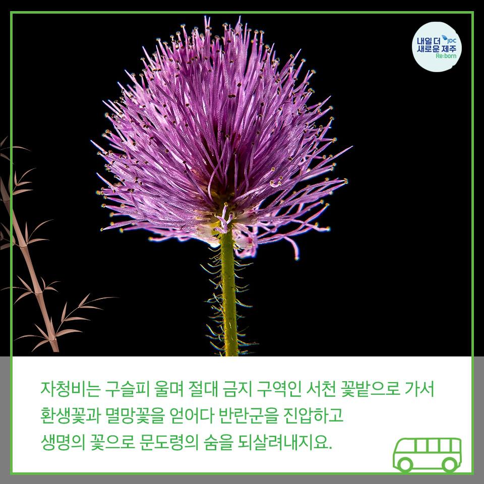 자청비는 구슬피 울며 절대 금지 구역인 서청 꽃밭으로 가서 환생꽃과 멸망꽃을 얻어다 발나군을 진압하고 생명의 꽃으로 문도령의 숨을 되살려내지요.