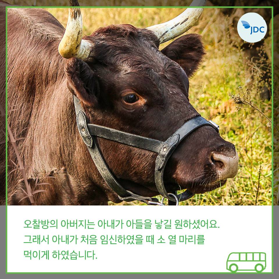 오찰방의 아버지는 아내가 아들을 낳길 원하셨어요. 그래서 아내가 처음 임신하였을 때 소 열마리를 먹이게 하였습니다.