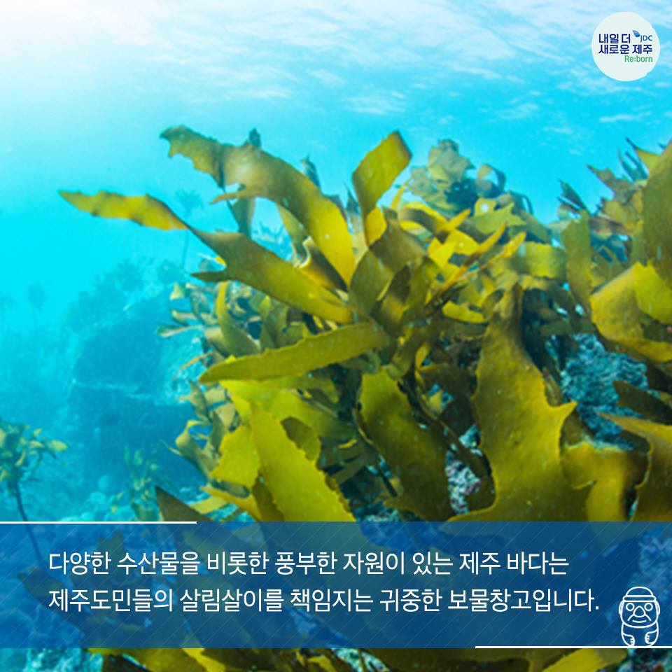 다양한 수산물을 비롯한 풍부한 자우너이 있는 제주 바다는 제주도민들의살림살이를 책임지는 귀중한 보물창고 입니다.