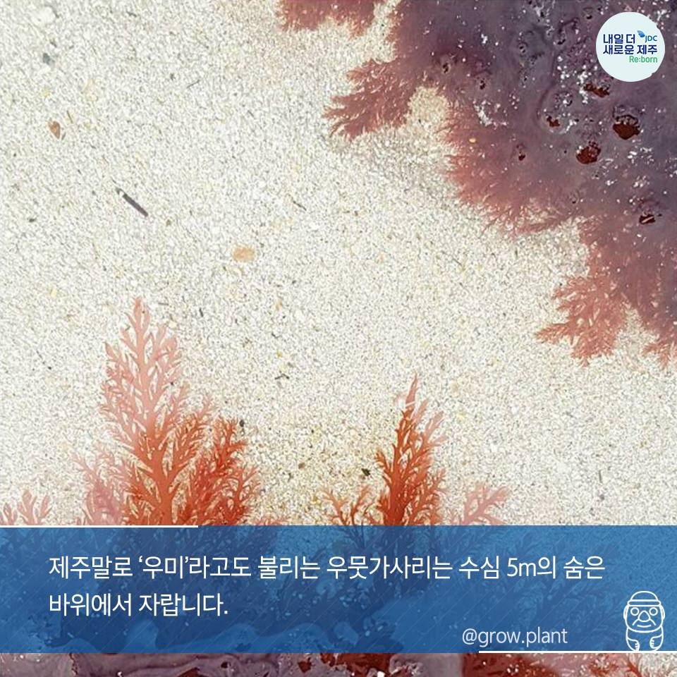 제주말로 '우미'라고도 불리우는 우뭇가사리는 수심5m의 숨은 바위에서 자랍니다.