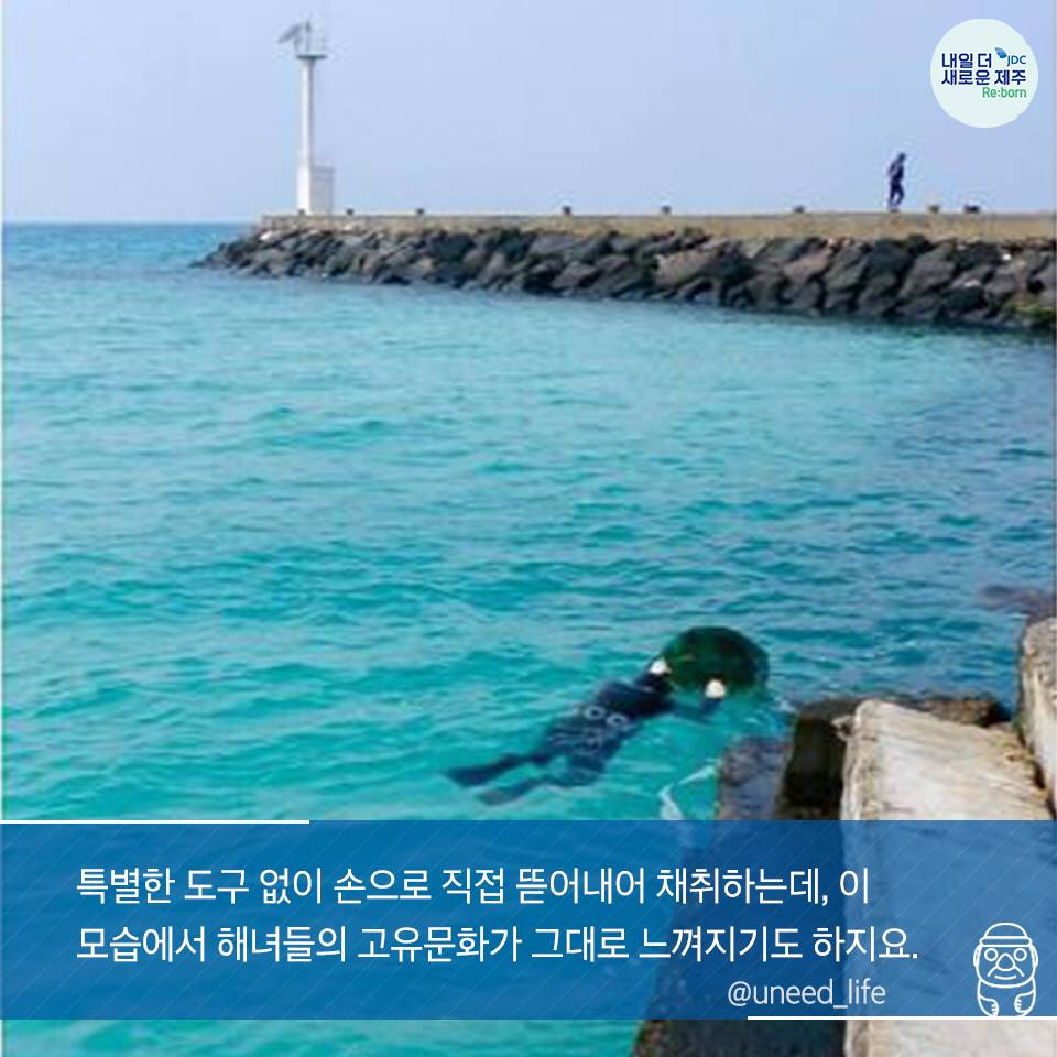 특별한 도구없이 손으로 직접 뜯어내어 채취하는데, 이 모습에서 해녀들의 고유문화가 그대로 느껴지도 하지요.