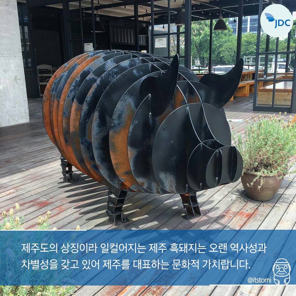 제주도의 상징이라일컬어지는 제주 흑돼지는 오랜 역사성과 차별성을 갖고 있어 제주를 대표하는 문화적 가치랍니다.