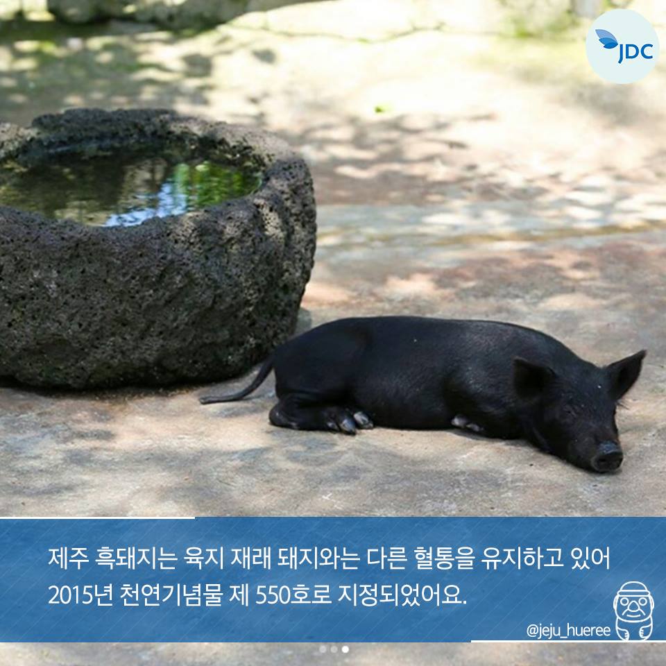 제주 흑돼지는 육지 재래 돼지와는 다른 혈통을 유지하고 있어 2015년 천연기념물 제 550호로 지정되었어요.