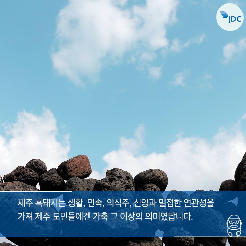 제주 흑돼지는 생활, 민속, 의식주, 신앙과 밀접한 연관성을 가져 제주 도민들에겐 가축 그 이상의 의미였답니다.