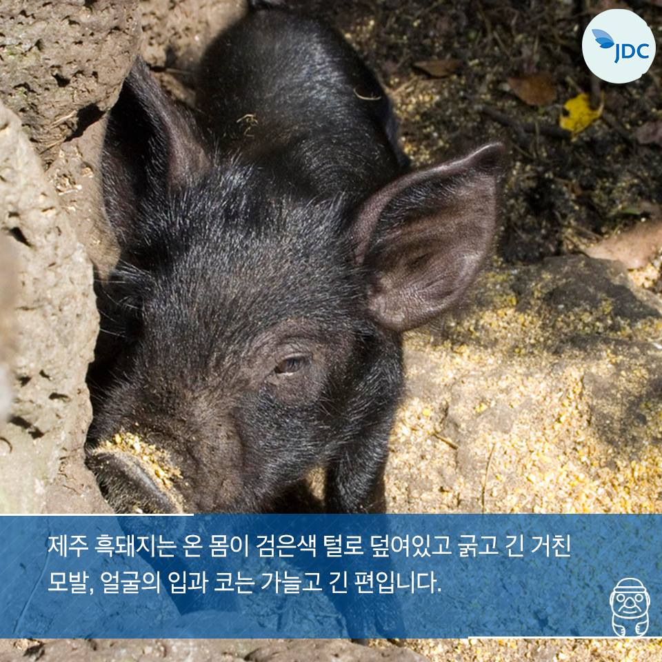 제주 흑돼지는 온 몸이 검은색 털로 덮여있고 굵고 긴 거친 모발, 얼굴의 입과 코는 가늘고 긴 편입니다.