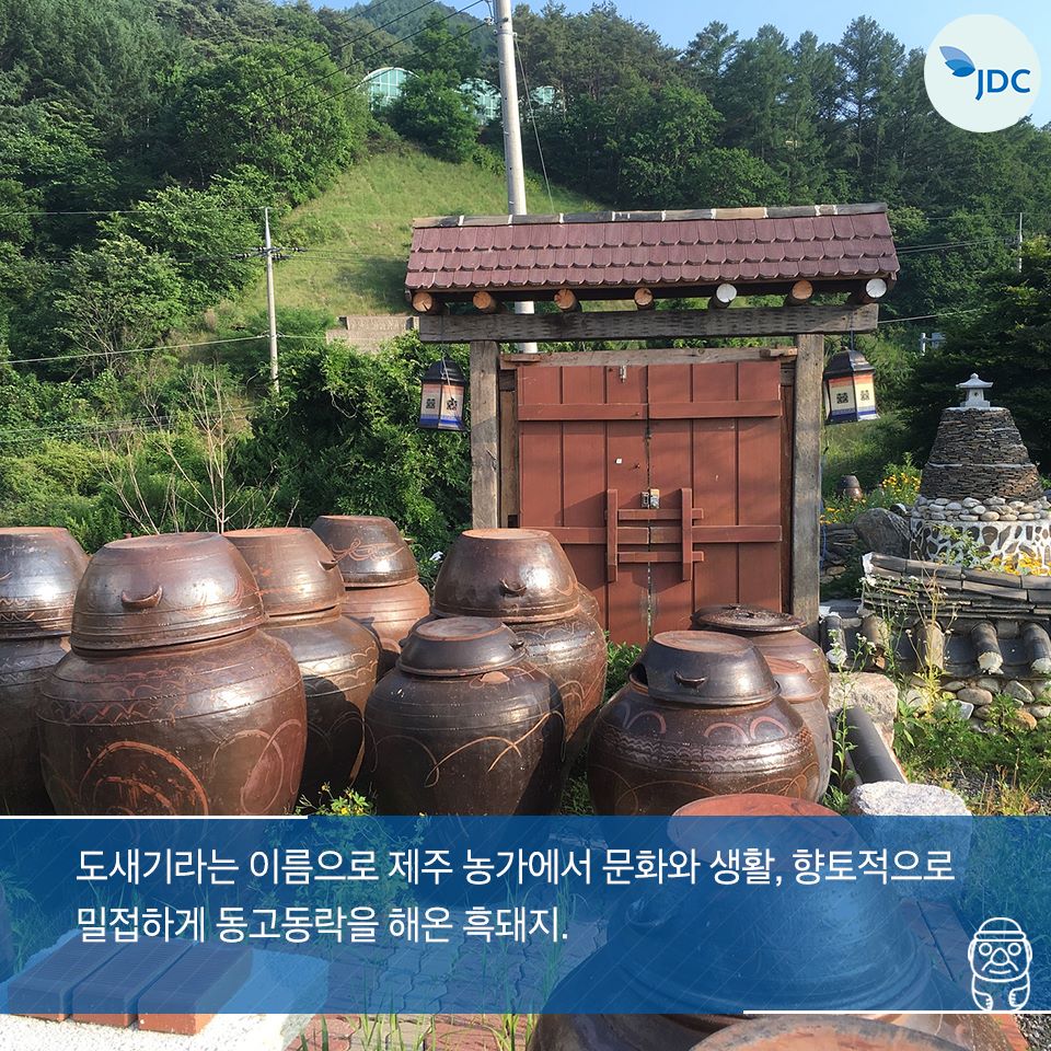 도새기라는 이름으로 제주 농가에서 문화와 생활, 향토적으로 밀접하게 동고동락을 해온 흑돼지