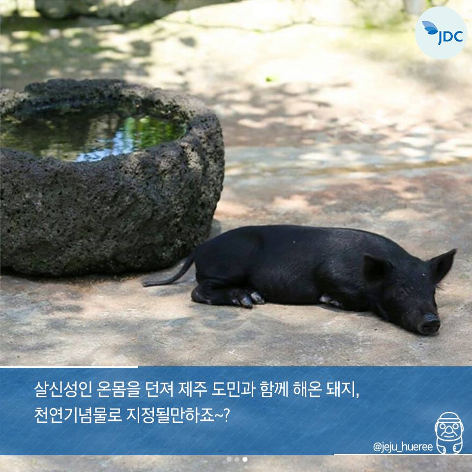 살신성인 온몸을 던져 제주 도민과 함께해온 돼지, 천연기념물로 지정될만하죠~?