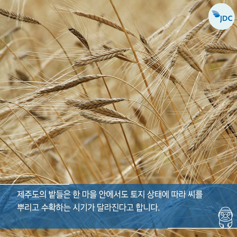 제주도의 밭들은 한 마을 안에서도 토지 샅애에 따라 씨를 뿌리고 수확하는 시기가 달라진다고 합니다.