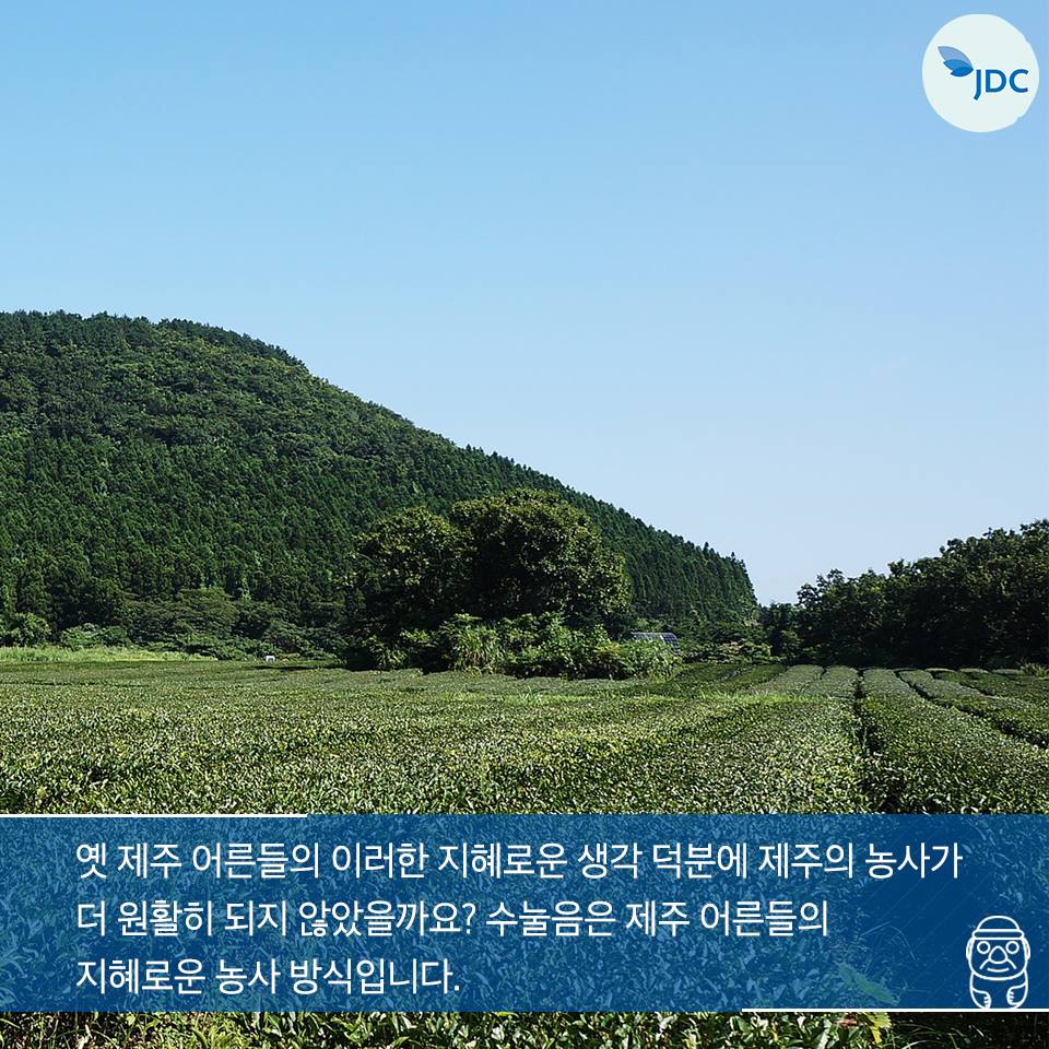 옛 제주 어른들의 이러한 지혜로운 생각 덕분에 제주의 농사가 더 원활히 되지 않았을까요? 수눌음은 제주 어른들의 지혜로운 농사 방식입니다.