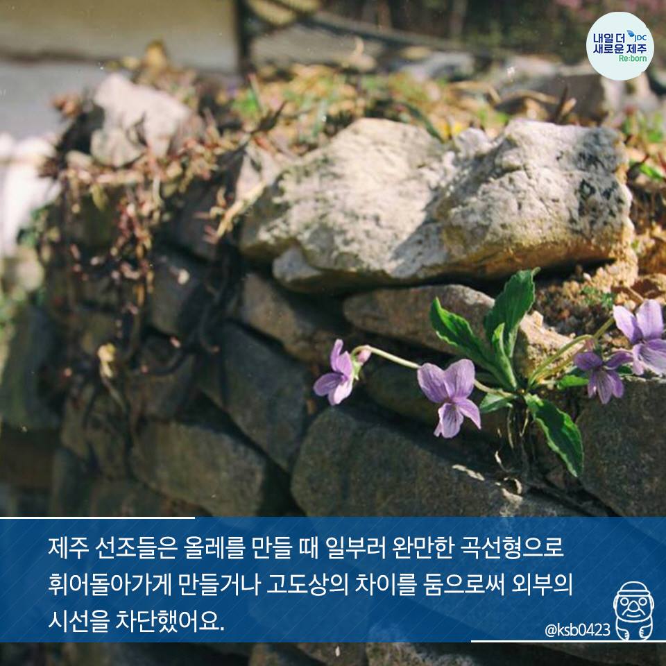 제주 선조들은 올레를 만들 때 일부러 완만한 곡선형으로 휘어돌아가게 만들거나 고도상의 차이를 둠으로써 외부의 시선을 차단했어요.