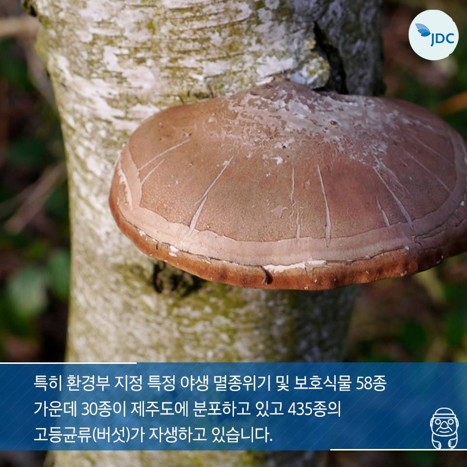 특히 환경부 지정 특정 야생 멸종위기 및 보호식물 58종 가운데 30종이 제주도에 분포하고 이쏙 435종의 고등균류(버섯)가 자생하고 있습니다.